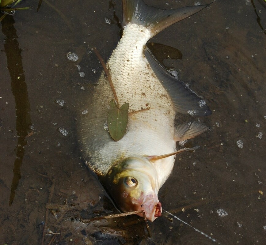 Изображение Фото: Яншевского Андрея.