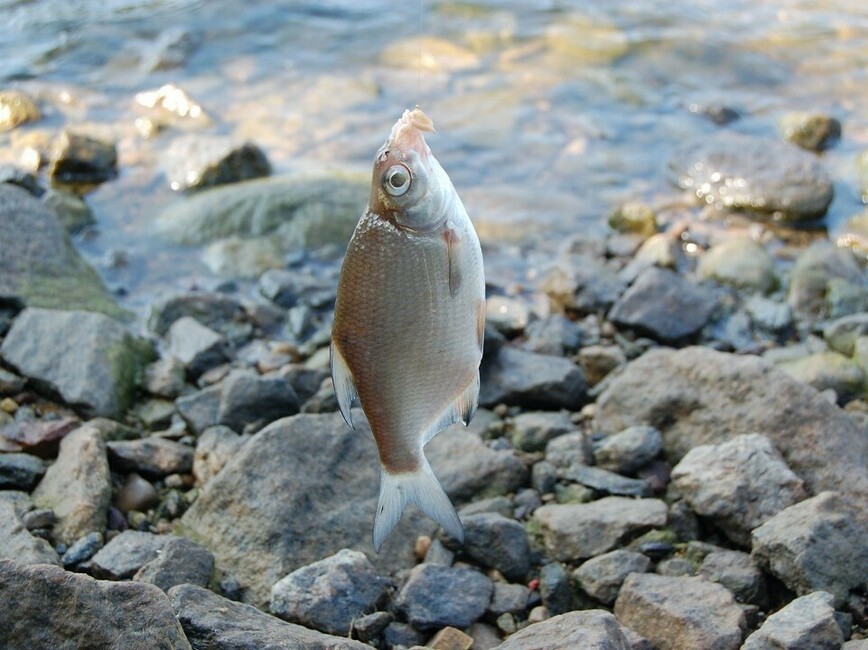 Изображение Фото: Яншевского Андрея.