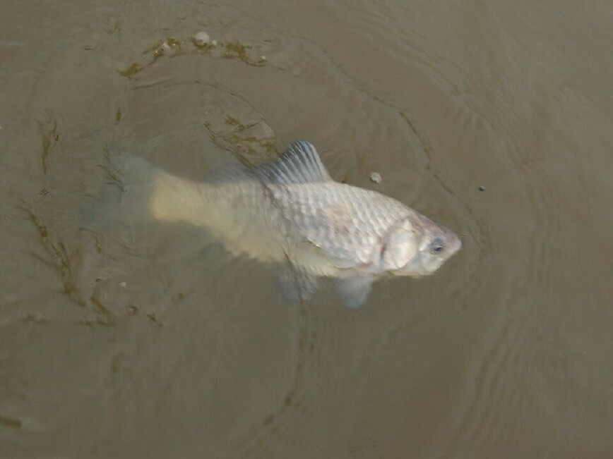 Изображение Фото: Яншевского Андрея.