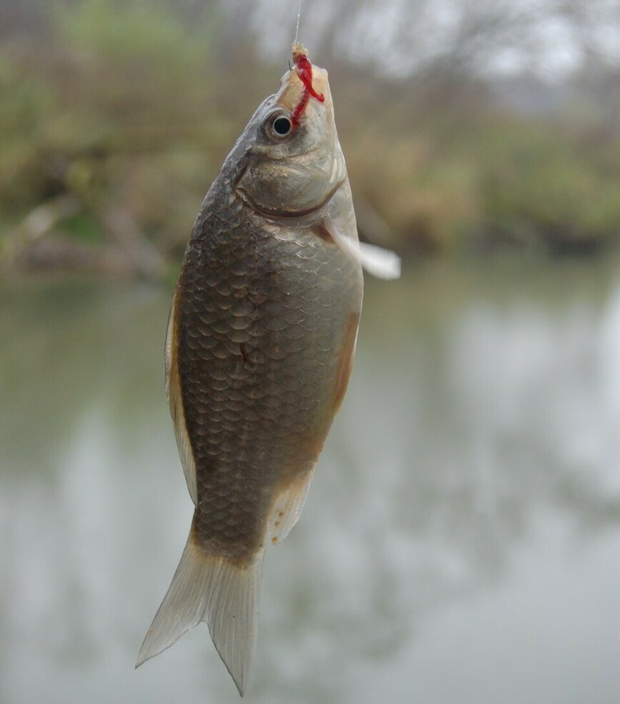Изображение Фото: Яншевского Андрея.