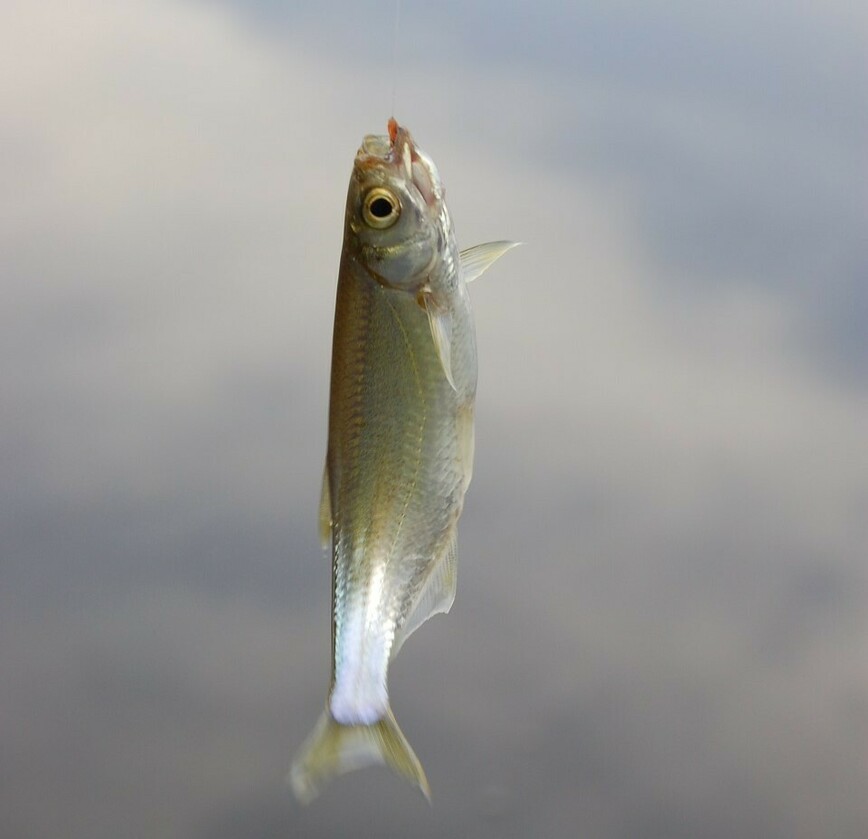 Изображение Фото: Яншевского Андрея.