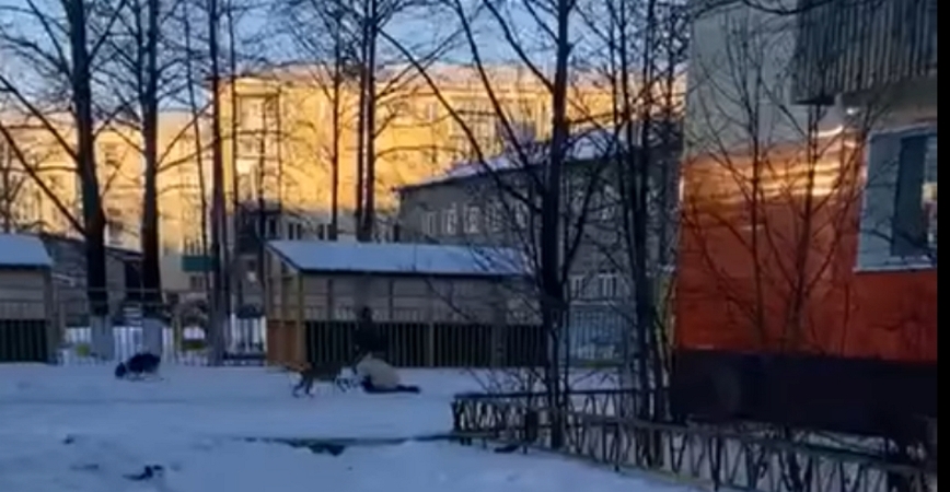 Изображение Вокруг упавшей на снег жертвы носятся дворняжки, которых криками отгоняет хозяйка — скрин видео https://vk.com/clip-40123810_456246460?ref_domain=astv.ru