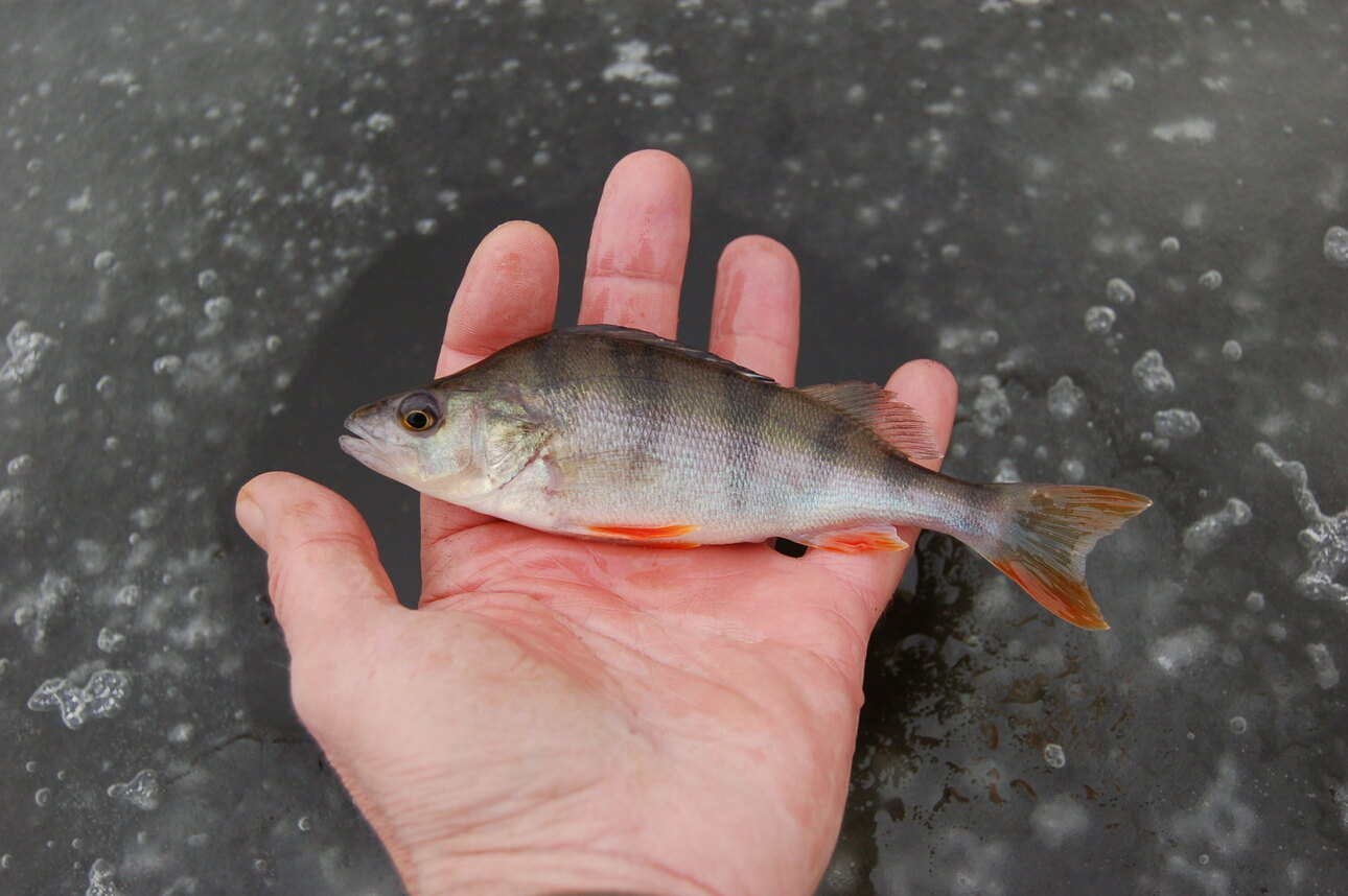 Изображение Первый улов. Фото: Яншевского Андрея. 