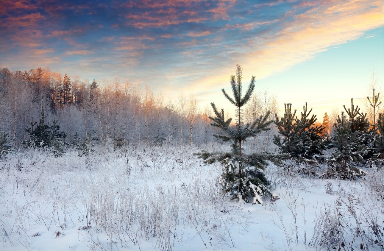 Изображение Фото: Freepik