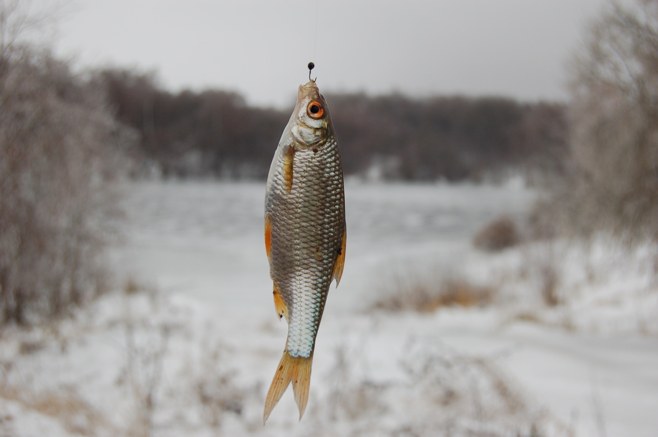 Изображение Фото: Яншевского Андрея.