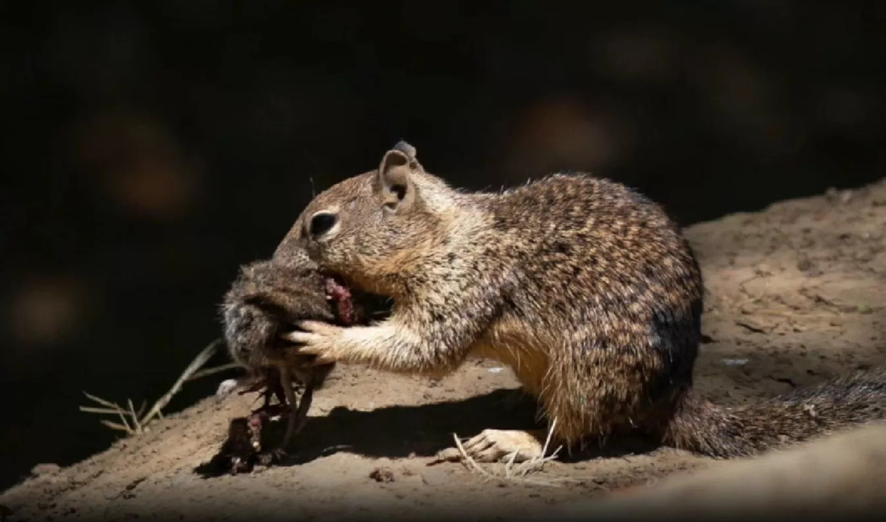 Изображение Фото: Ethology.com