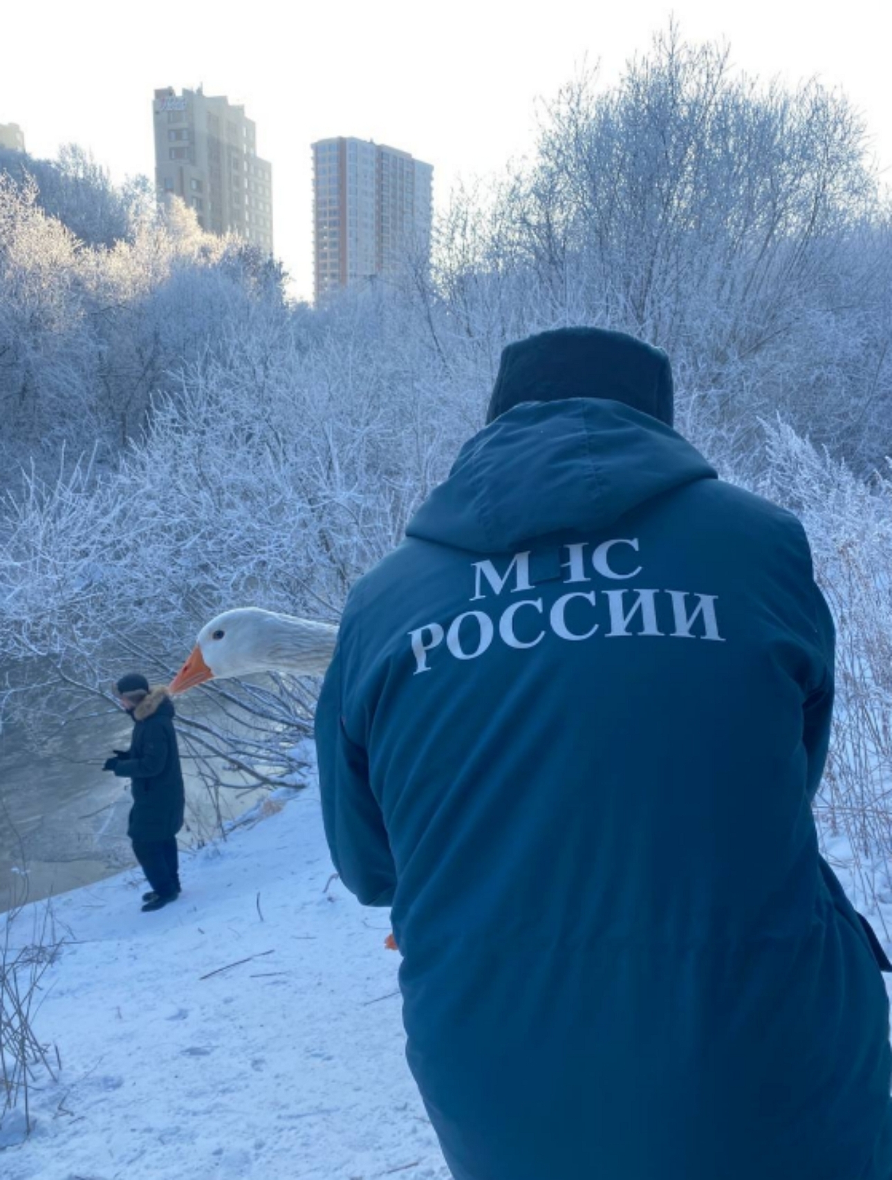 Изображение Три веселых гуся с Искитимки отправились в Томскую писаницу, где перезимуют в тепле, а весной вернутся обратно, на свою речку