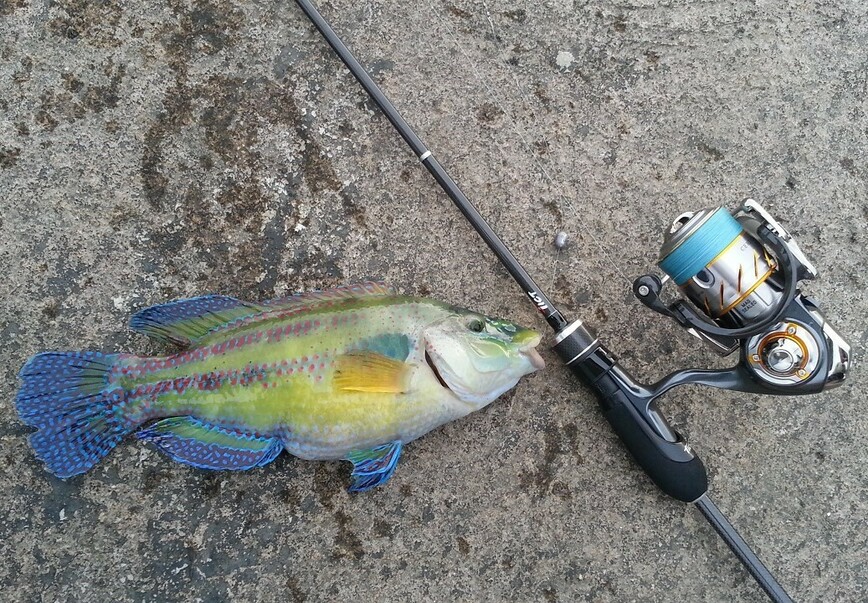 Изображение Губан – крупная зеленуха, которая попадается на дальних забросах с донной проводкой. Фото: Шеляга Геннадия.