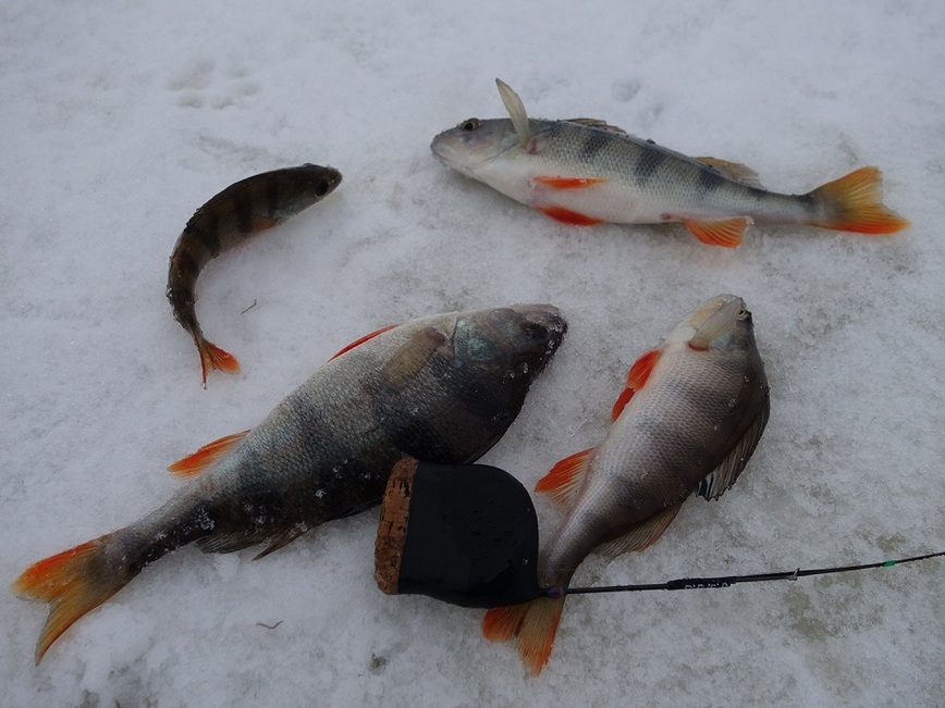 Изображение Фото: Линника Николая. 