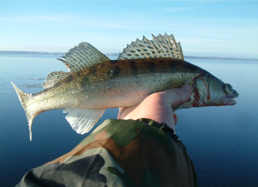 Изображение Фото автора.