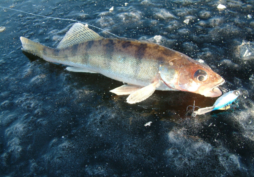 Изображение Фото автора.