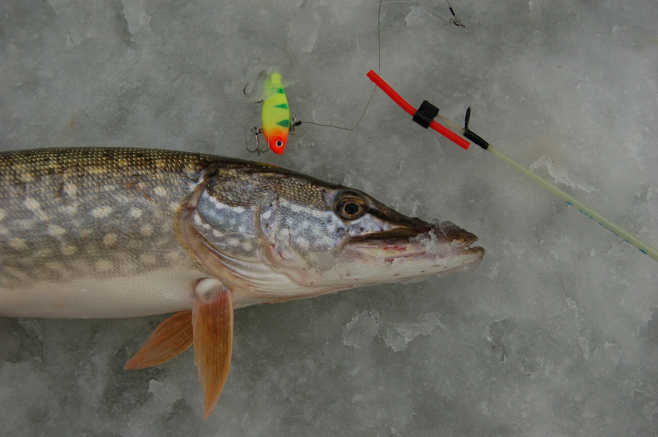 Изображение Рабочая расцветка приманки. Фото: Яншевского Андрея. 