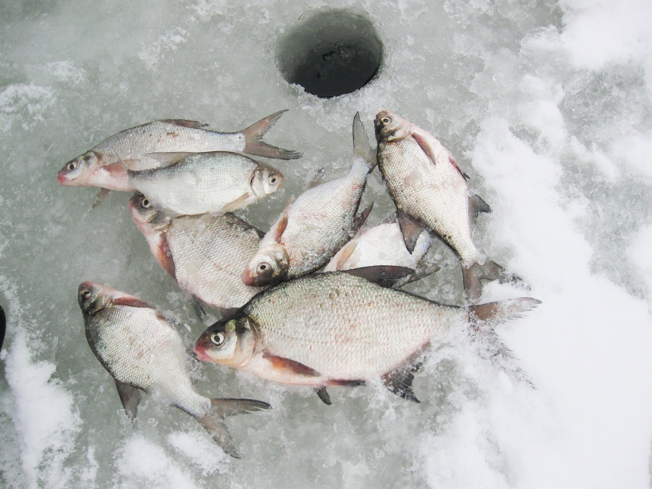 Изображение Фото автора.
