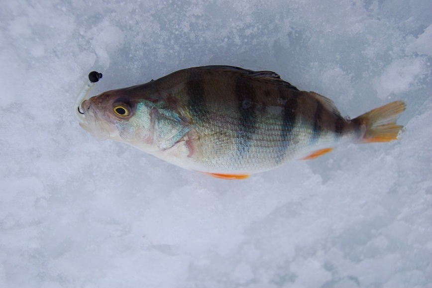 Изображение Фото: Яншевского Андрея. 