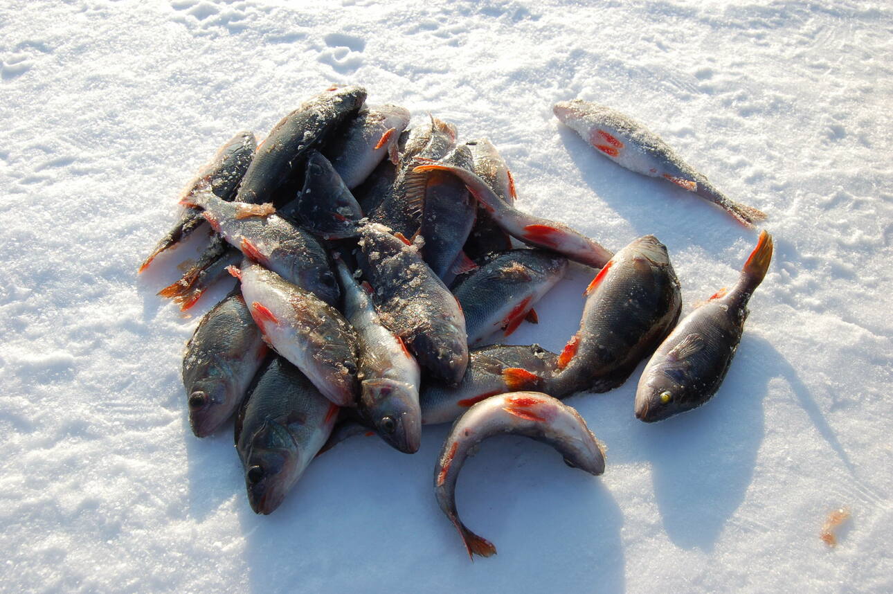 Изображение Фото: Яншевского Андрея. 