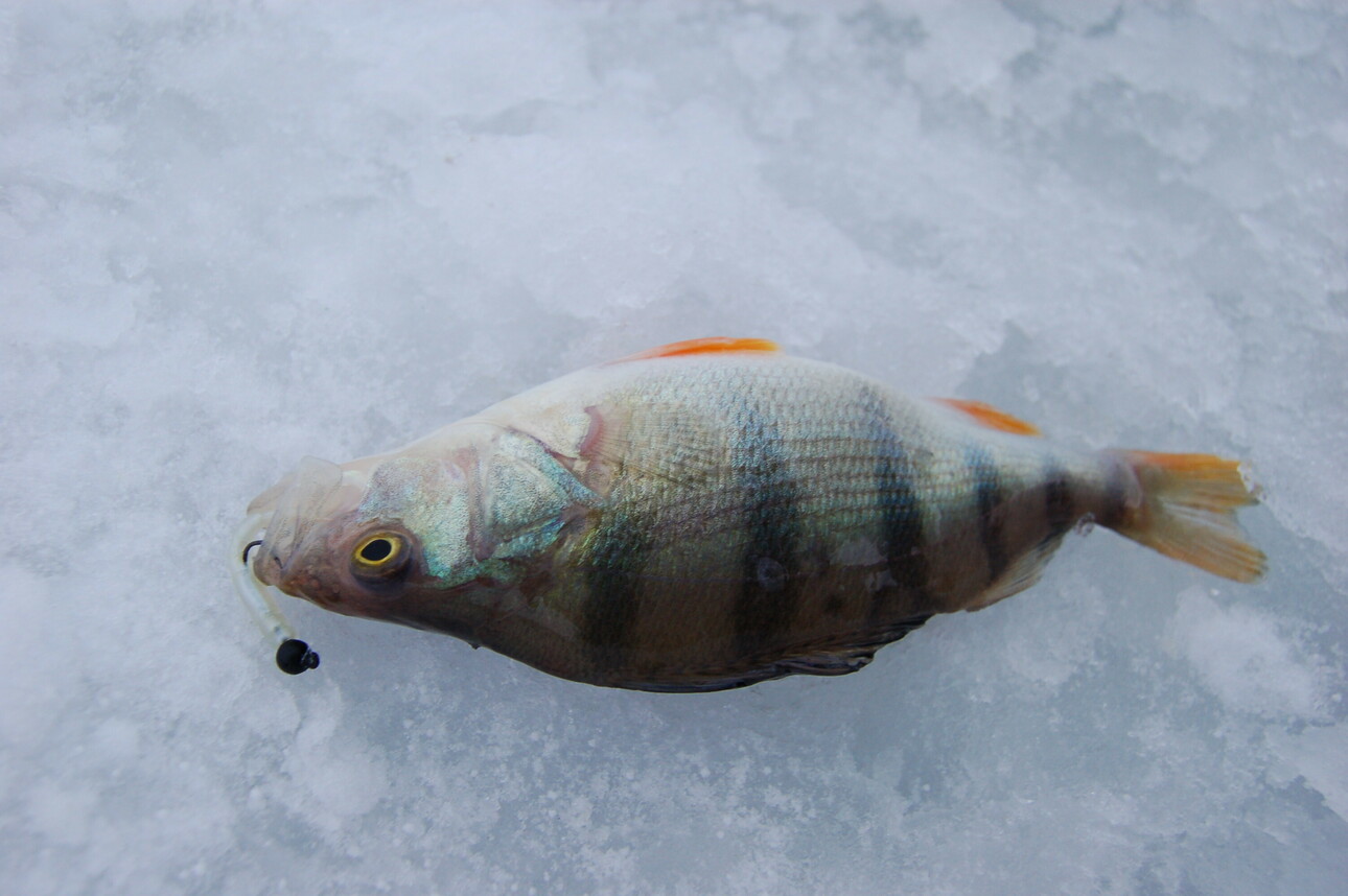 Изображение Фото: Яншевского Андрея. 