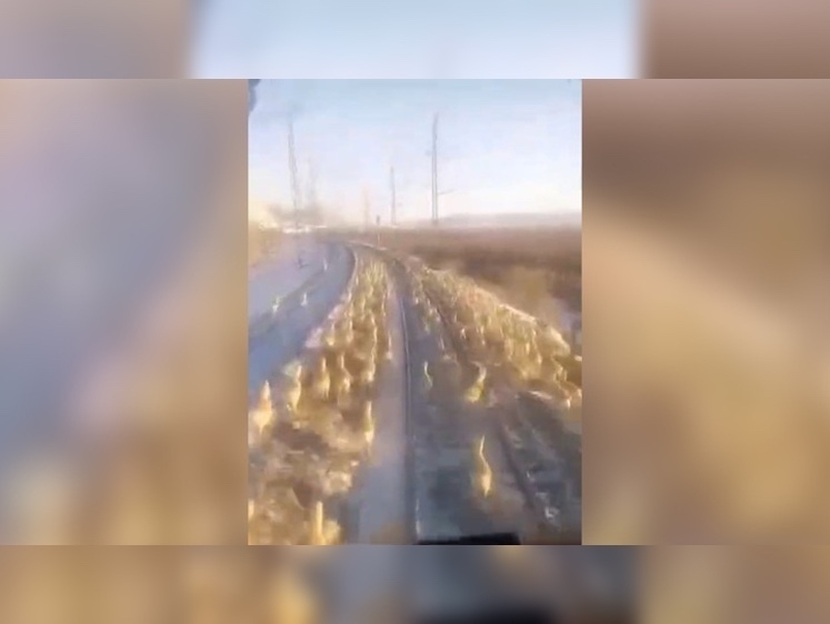 Изображение Десятки дзеренов погибли под колесами локомотива в Забайкалье