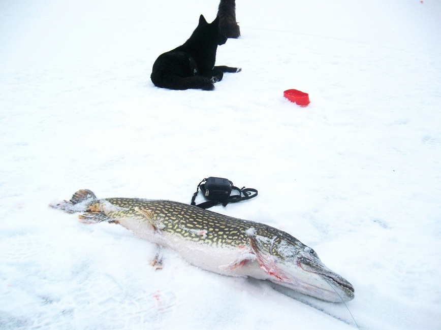 Изображение Фото автора. 