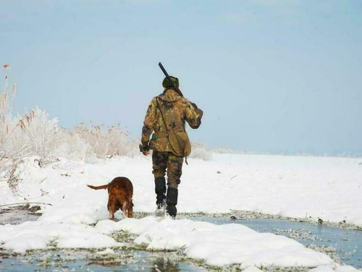 Изображение АЧС: в Орловской области незначительно снизят поголовье дикого кабана