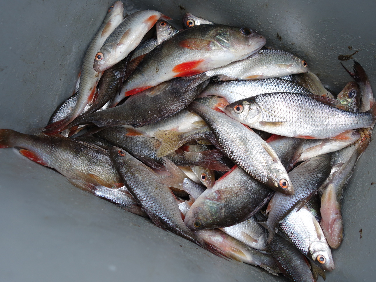 Изображение Фото: Линника Николая. 