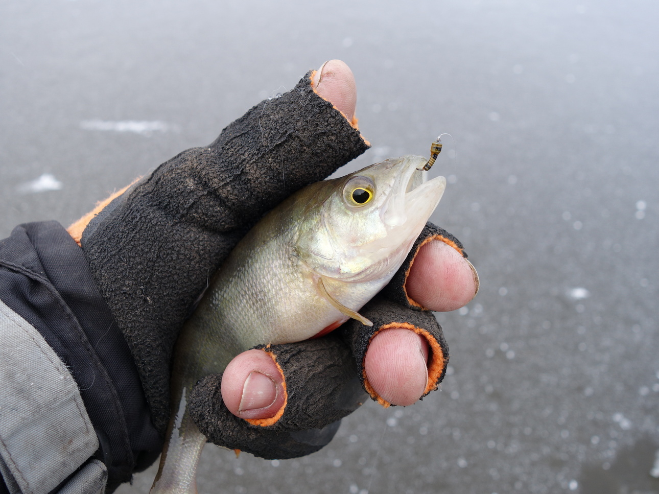 Изображение Фото: Линника Николая. 