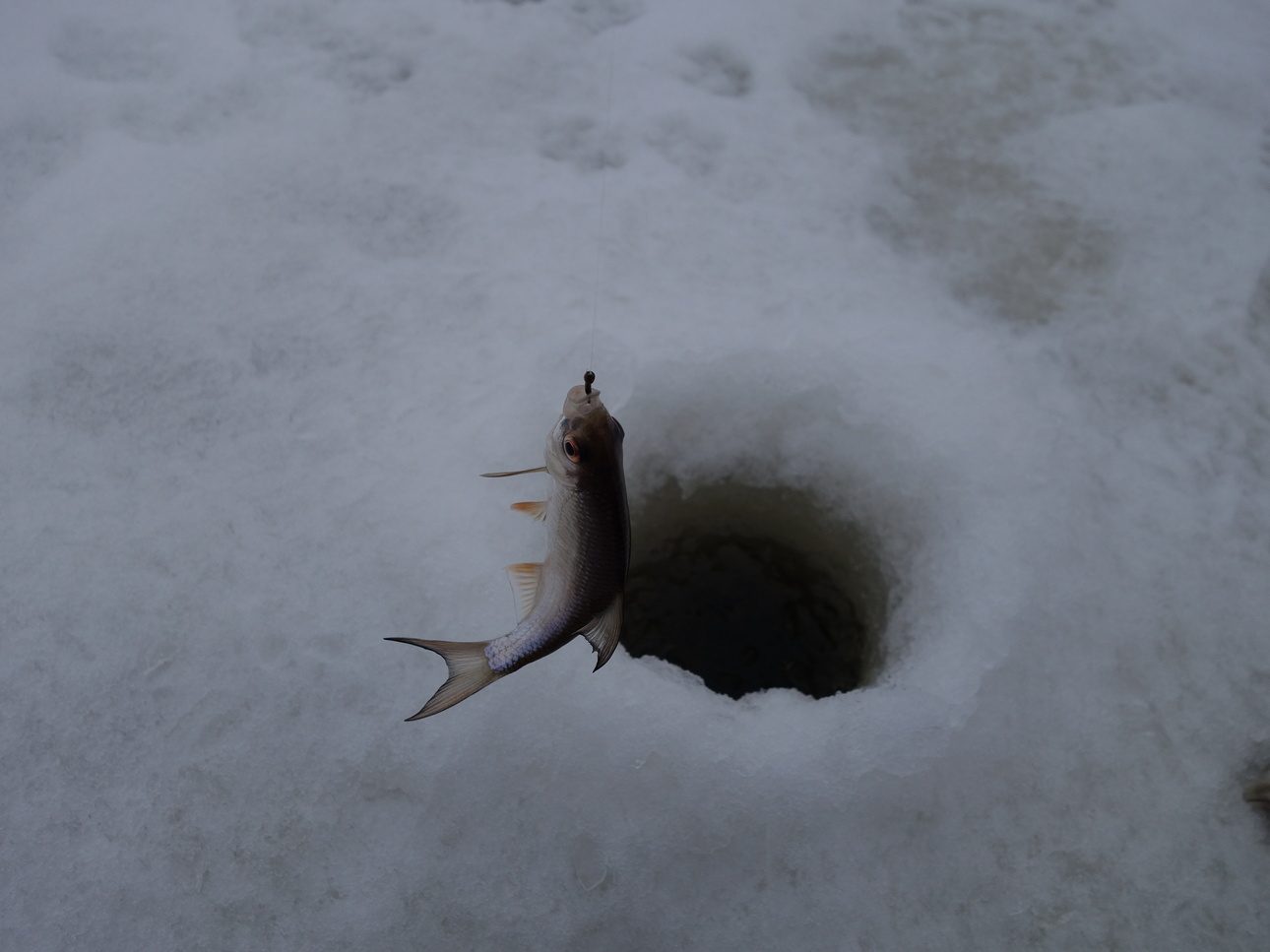 Изображение Фото: Линника Николая. 