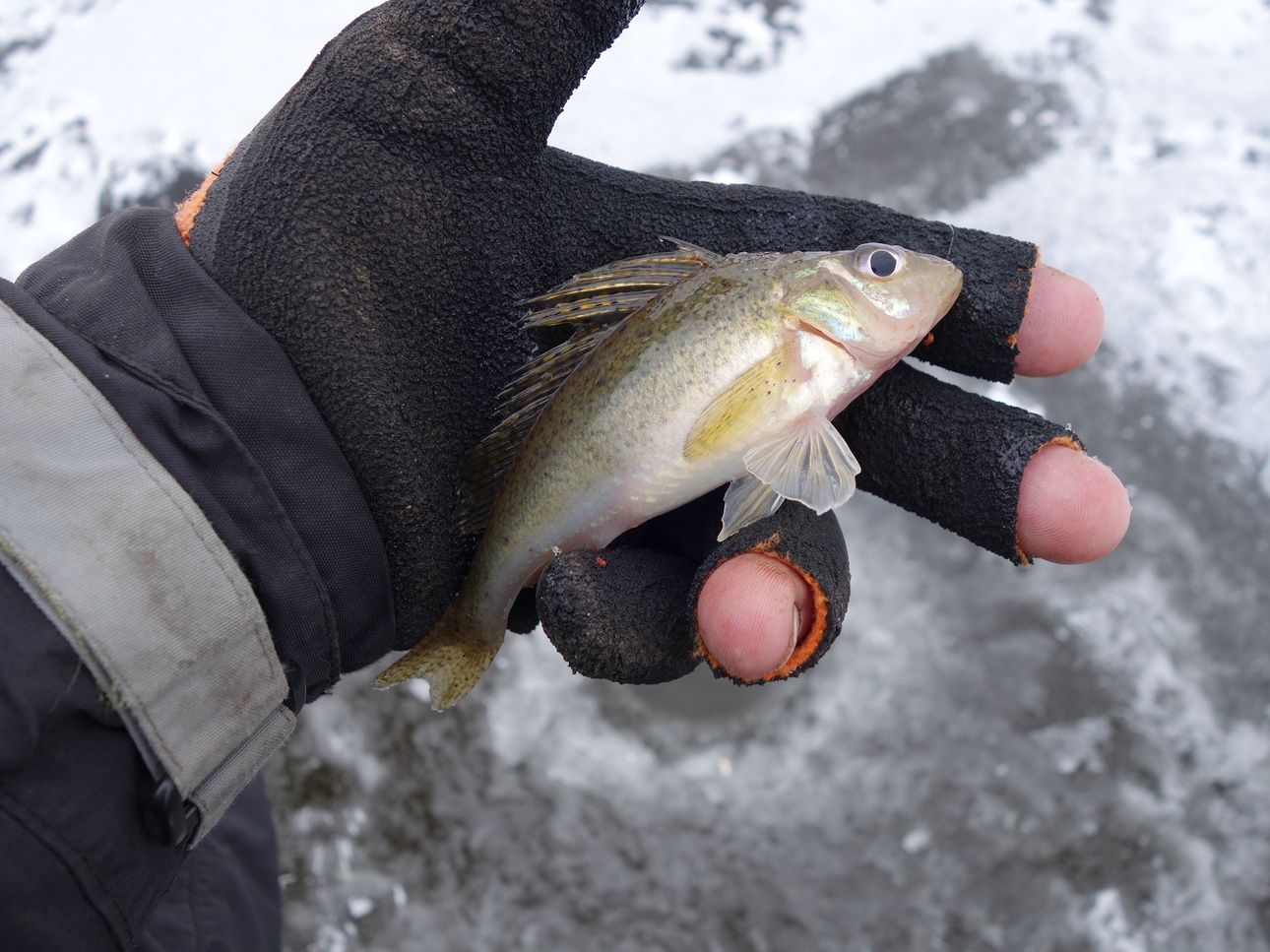 Изображение Фото: Линника Николая. 
