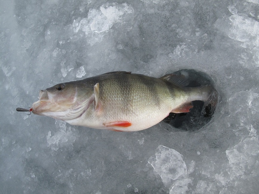 Изображение За самый краешек губы… Фото: Коломийца Алексея.