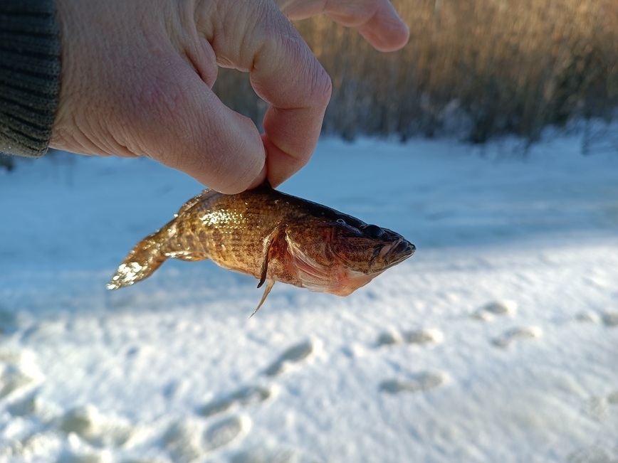 Изображение Ротанчик. Фото: Трембицкого Алексея. 