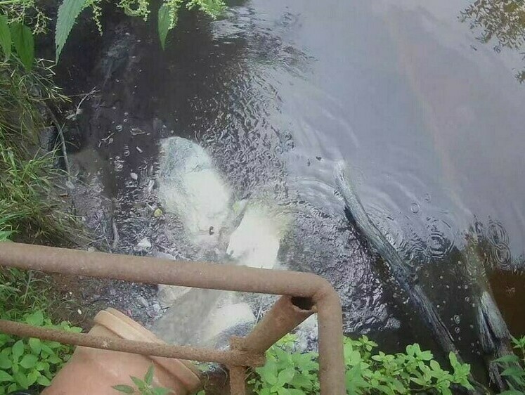 Изображение В Вологодской области возмещен ущерб, причиненный водным биоресурсам