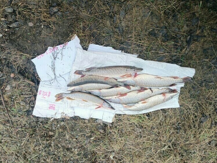 Изображение Щуку с реки Ай нашли во время проверки документов водителя