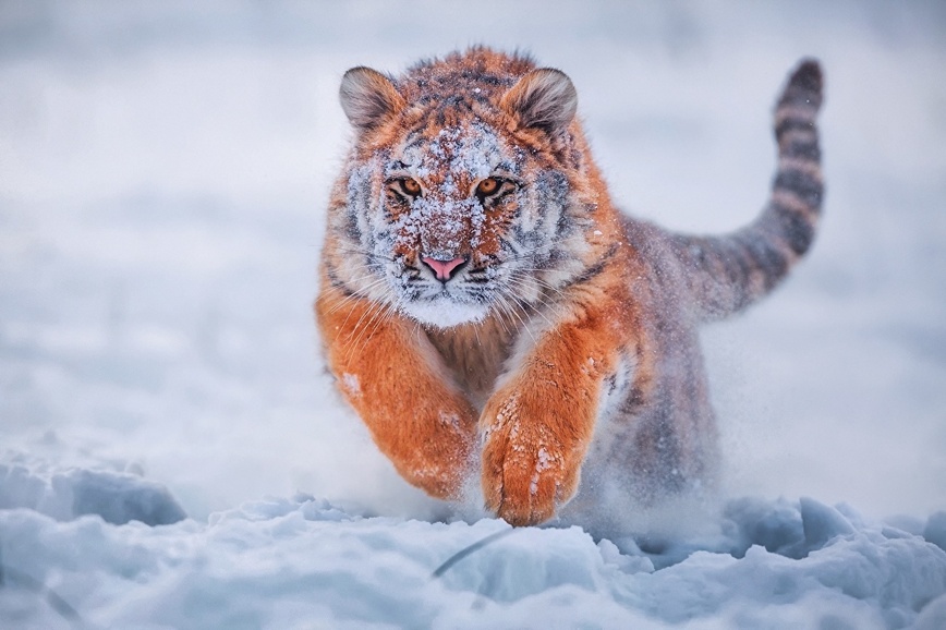 Изображение Фото: 1zoom.ru 
