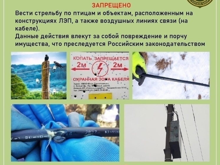 Изображение Охотников ЯМАО и ХМАО просят не стрелять в птиц на проводах