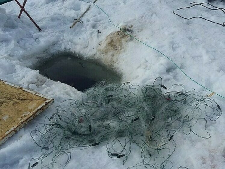 Изображение На северных водоемах ловят последних зимних браконьеров