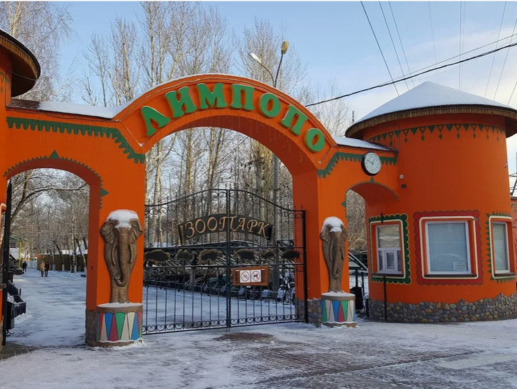 Изображение Из зоопарка в Нижнем Новгороде убежала полярная волчица