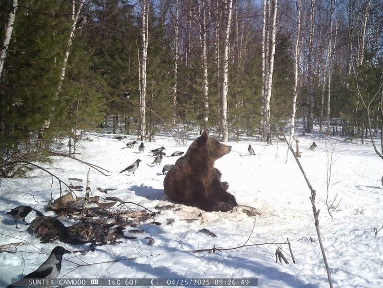 Изображение Медведя на приваде зафиксировала фотоловушка в ЯНАО