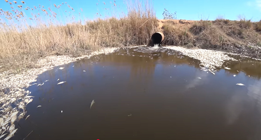 Изображение Скрин видео, Астраханская область, пришедшая на нерест рыба, отнерестившись, не успела уйти обратно, так как снизили подачу воды