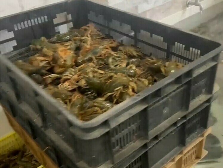 Изображение В Ростовской области пресекли торговлю браконьерскими раками