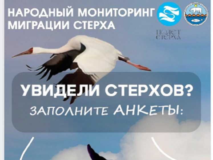 Изображение В Якутии проводят народный мониторинг редкой птицы — белого журавля