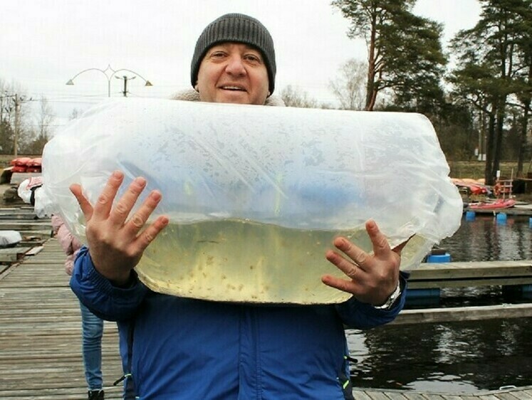Изображение Личинки щуки успешно переехали с озера Велье на озеро Вуокса