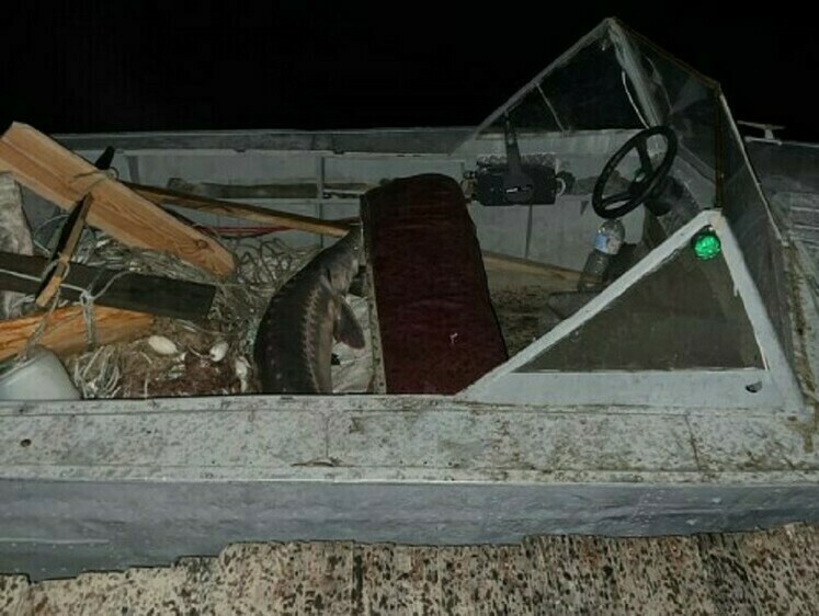 Изображение Пойманных браконьерами осетров успели отпустить в живом виде