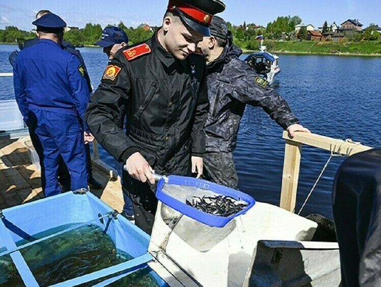 Изображение Мальков стерляди выпустили в Волгу в Тверской области
