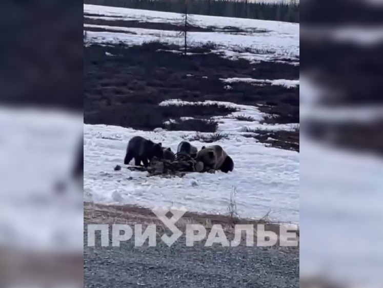 Изображение Дороги Аксарки очистили от привлекательных для медведей останков