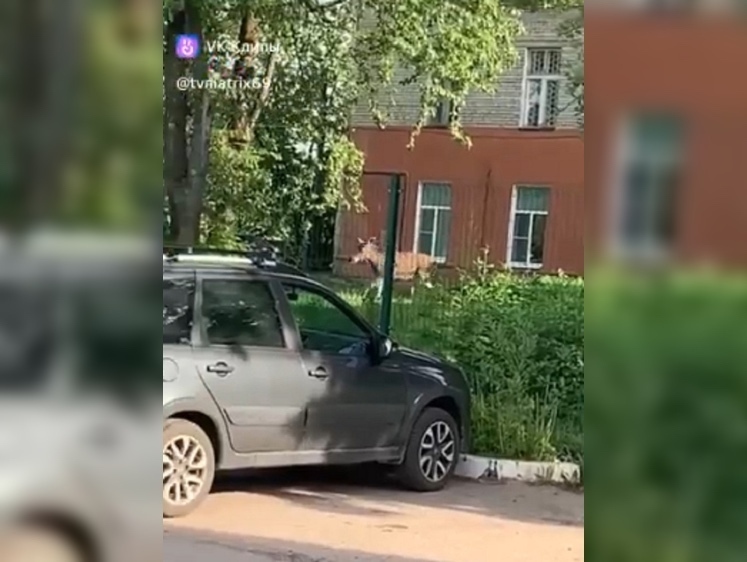 Изображение Молодой лось заблудился на территории больницы в Торжке