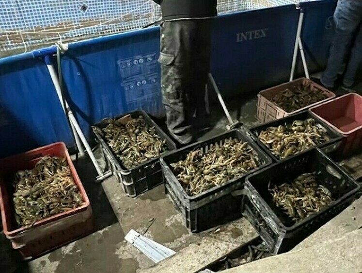 Изображение В гараже в Ростове-на-Дону нашли 10 тыс. раков без документов 