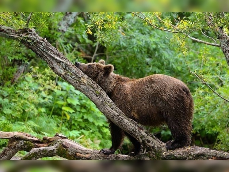 Изображение Не так уж их и много: на Камчатке подсчитали медведей