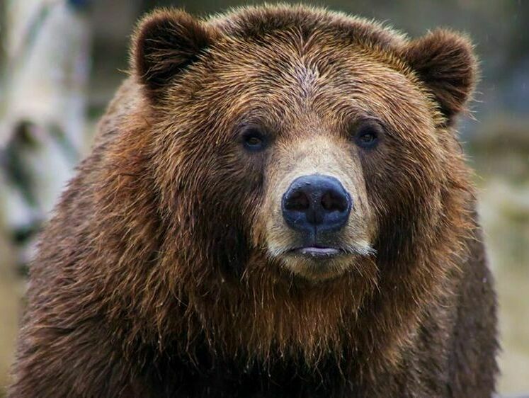 Изображение Один из десяти медведей объявился в Пензенской области