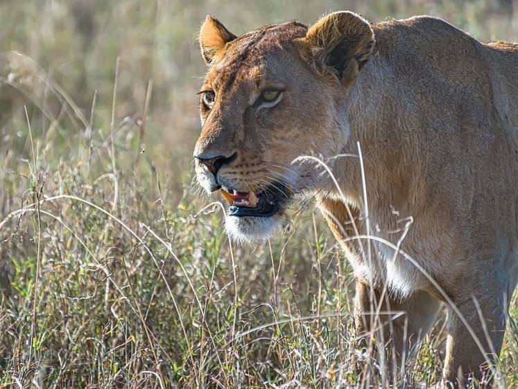 Изображение Немецкого мецената в Намбии съела львица