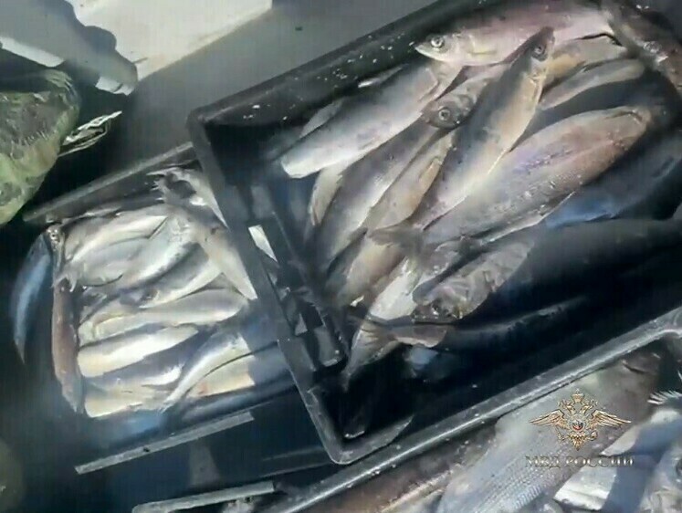 Изображение На Байкале задержали браконьеров с 1800 экзмплярами омуля