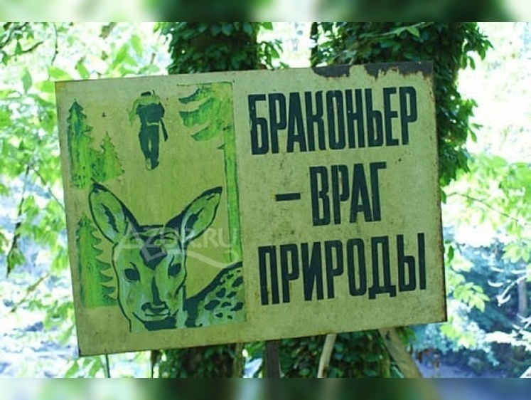 Изображение Жители Приморья ответят за торговлю тигровой шкурой